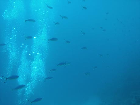 Ein Fischschwarm im Roten Meer. Für mehr Tauchberichten einfach auf das Bild klicken!