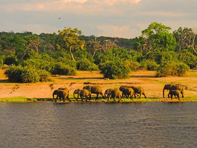 Am Chobe-Fluss und im Okavangodelta kommt man den vielen Dickhäuter-Herden besonders nah und kann viele familiäre Rituale beobachten. Foto: djd/Botswana Tourism Organisation